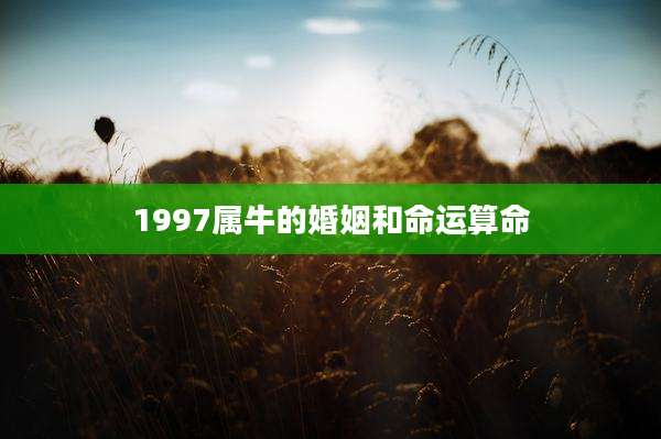 1997属牛的婚姻和命运算命