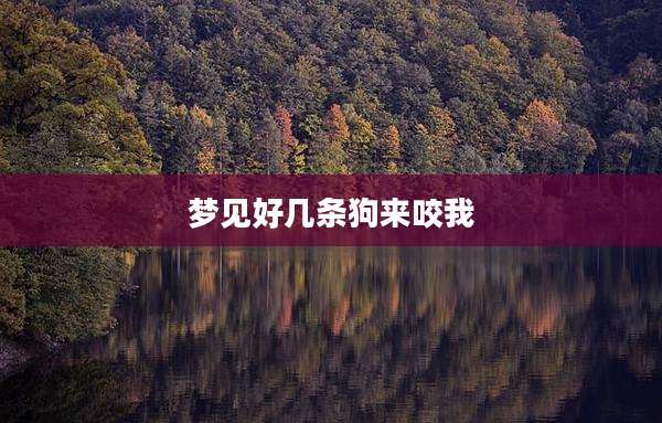 梦见好几条狗来咬我