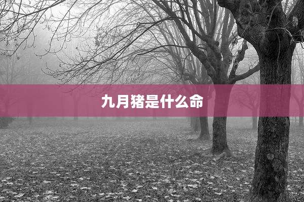 九月猪是什么命