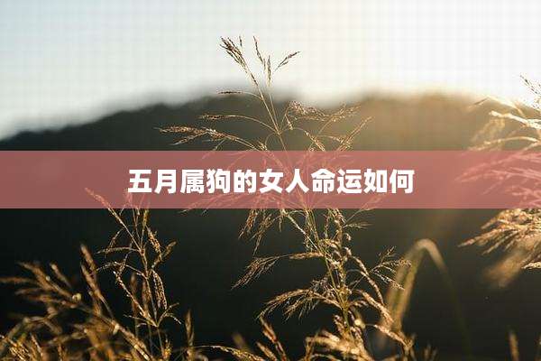 五月属狗的女人命运如何