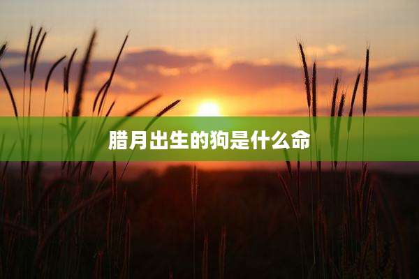 腊月出生的狗是什么命
