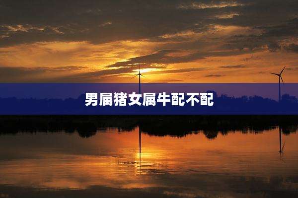 男属猪女属牛配不配
