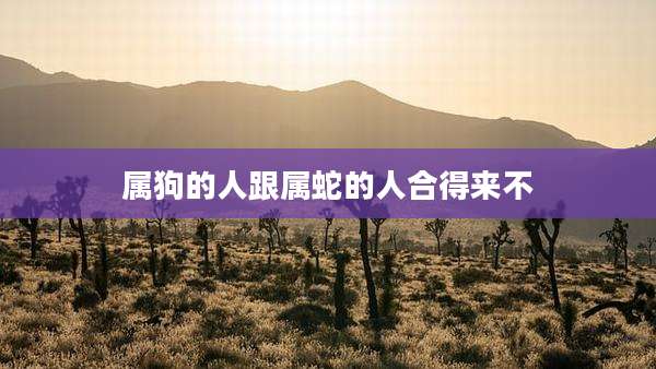 属狗的人跟属蛇的人合得来不