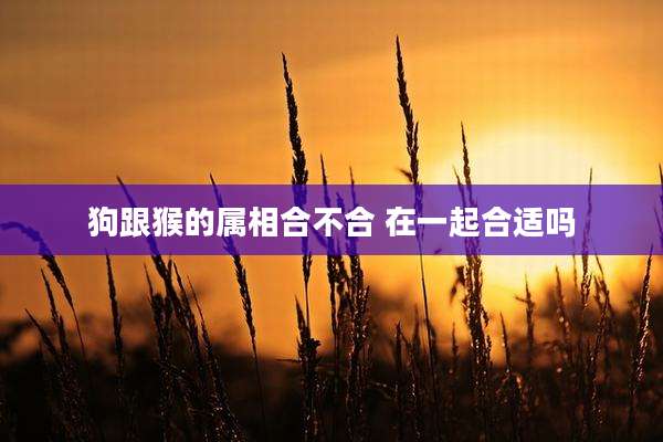 狗跟猴的属相合不合 在一起合适吗