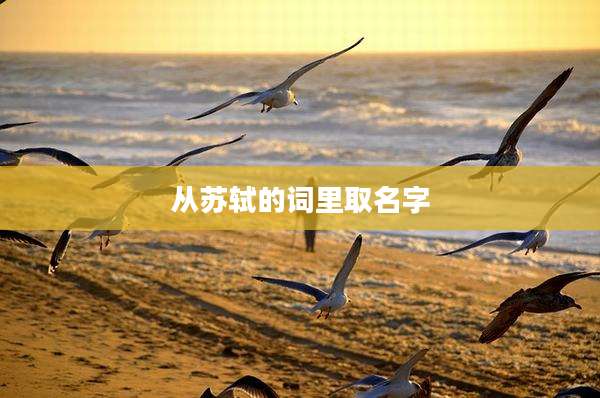 从苏轼的词里取名字
