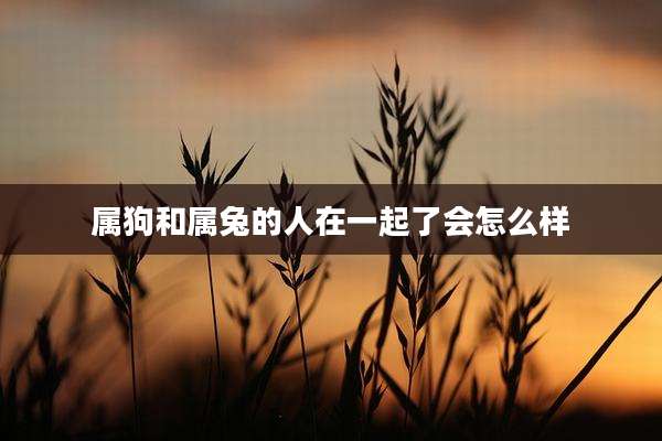 属狗和属兔的人在一起了会怎么样