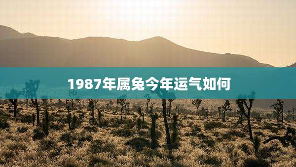 1987年属兔今年运气如何
