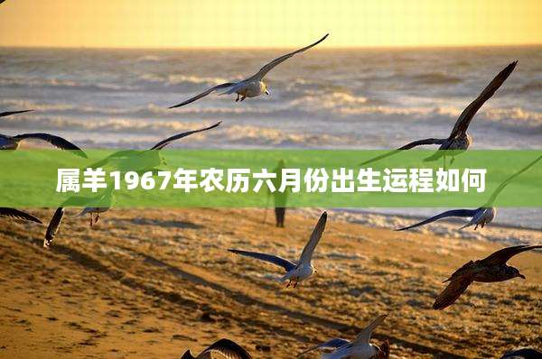 属羊1967年农历六月份出生运程如何