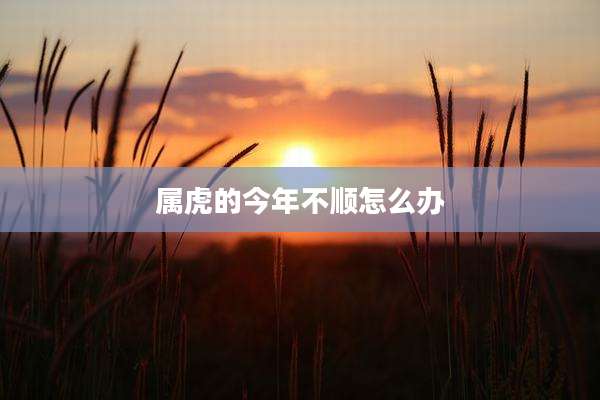 属虎的今年不顺怎么办