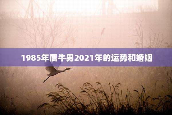 1985年属牛男2021年的运势和婚姻