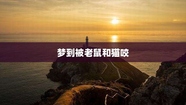 梦到被老鼠和猫咬