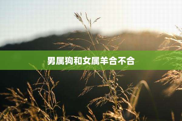 男属狗和女属羊合不合