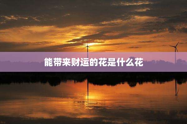 能带来财运的花是什么花