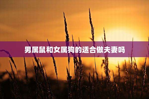 男属鼠和女属狗的适合做夫妻吗