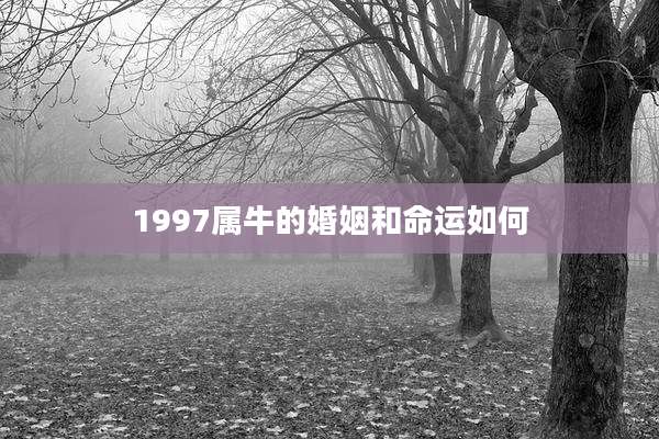 1997属牛的婚姻和命运如何