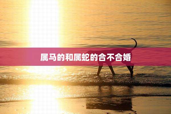 属马的和属蛇的合不合婚