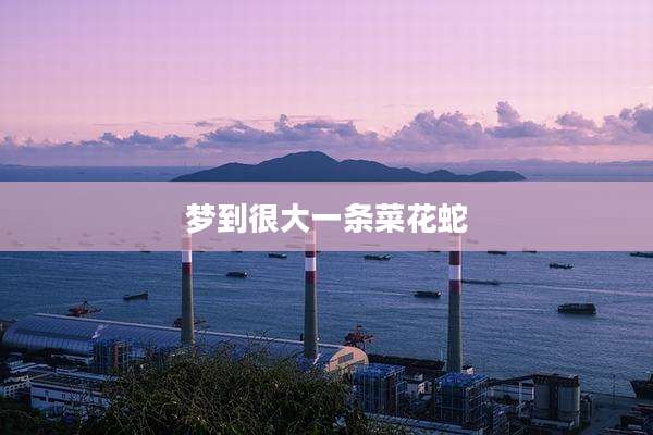 梦到很大一条菜花蛇