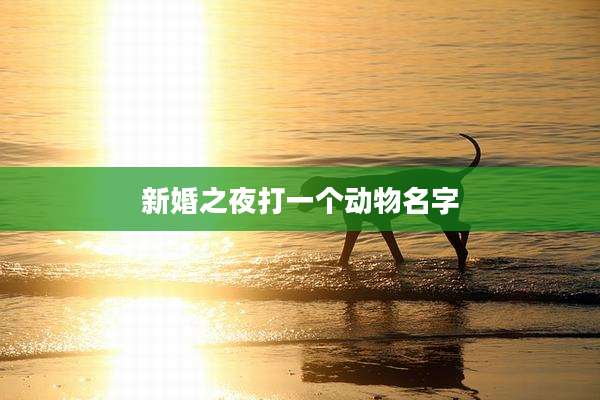 新婚之夜打一个动物名字