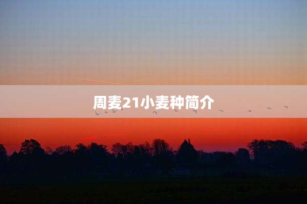 周麦21小麦种简介