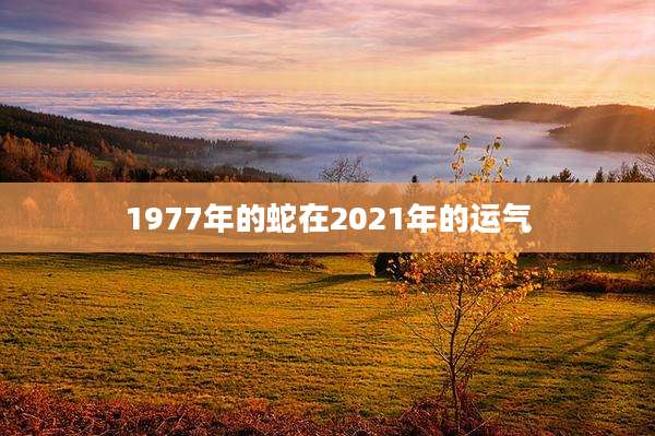 1977年的蛇在2021年的运气