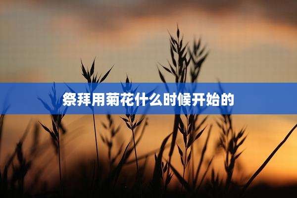 祭拜用菊花什么时候开始的