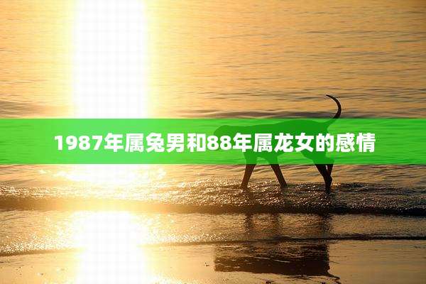 1987年属兔男和88年属龙女的感情