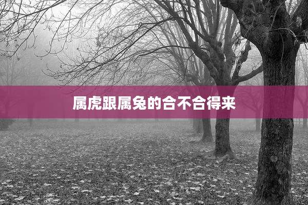 属虎跟属兔的合不合得来