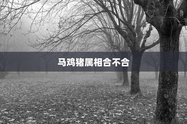 马鸡猪属相合不合