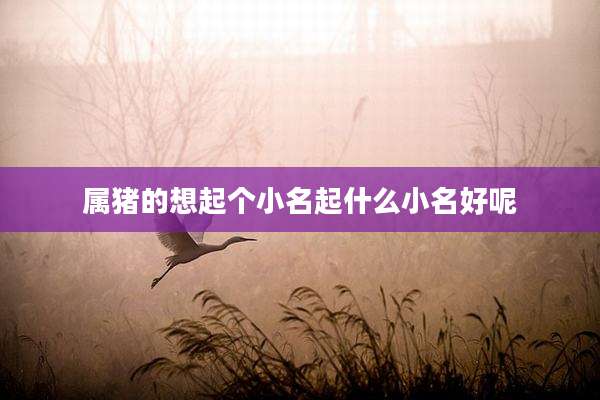 属猪的想起个小名起什么小名好呢