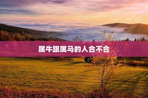 属牛跟属马的人合不合