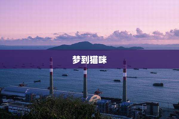 梦到猫咪
