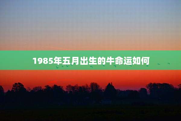 1985年五月出生的牛命运如何