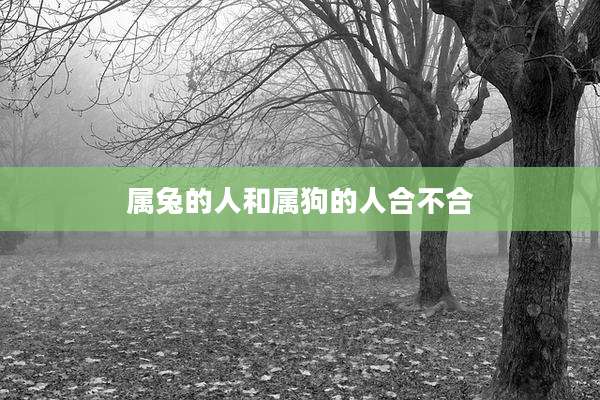 属兔的人和属狗的人合不合