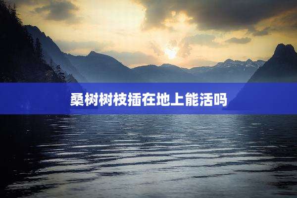 桑树树枝插在地上能活吗