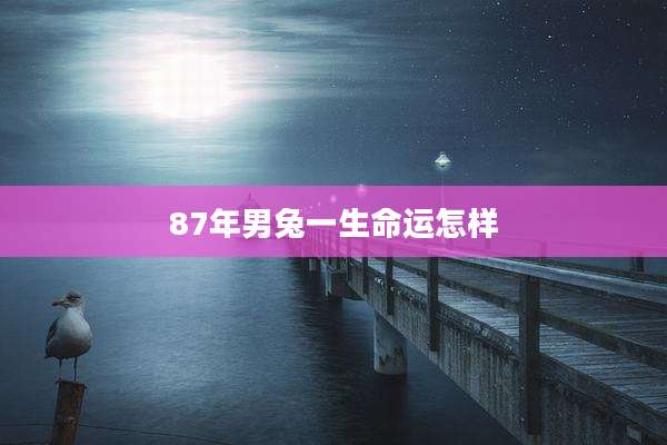 87年男兔一生命运怎样