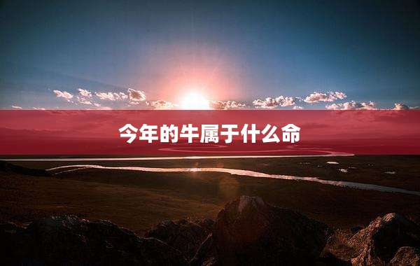 今年的牛属于什么命