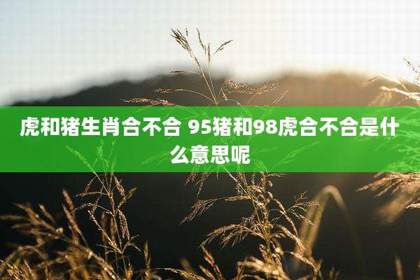 虎和猪生肖合不合 95猪和98虎合不合是什么意思呢