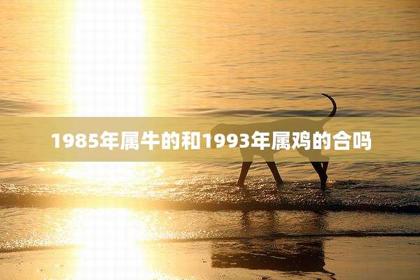 1985年属牛的和1993年属鸡的合吗