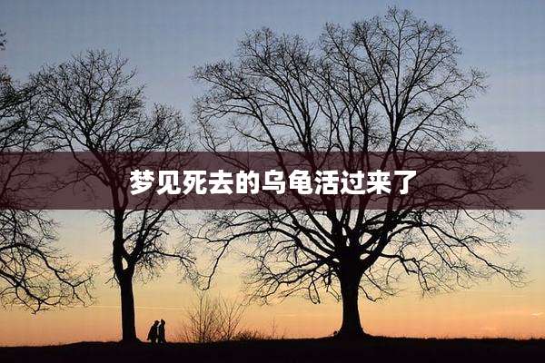 梦见死去的乌龟活过来了