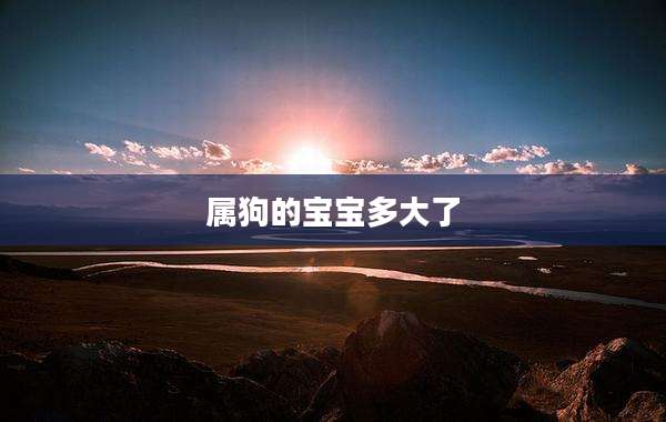 属狗的宝宝多大了