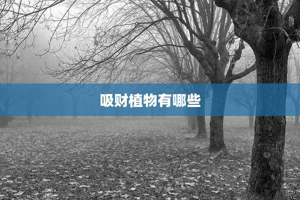 吸财植物有哪些