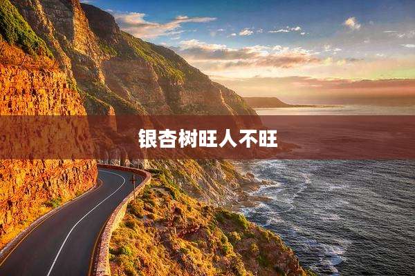 银杏树旺人不旺