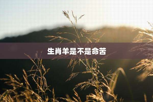 生肖羊是不是命苦