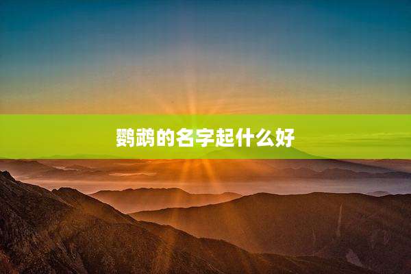 鹦鹉的名字起什么好