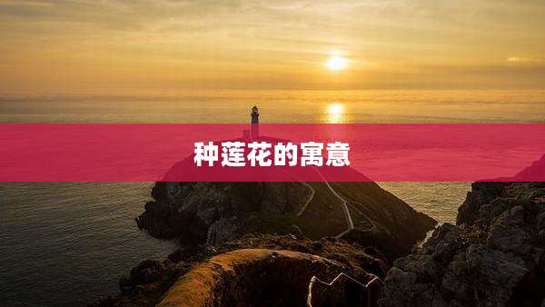种莲花的寓意