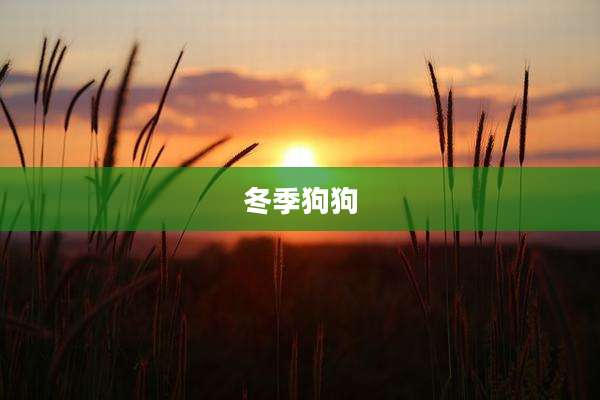 冬季狗狗