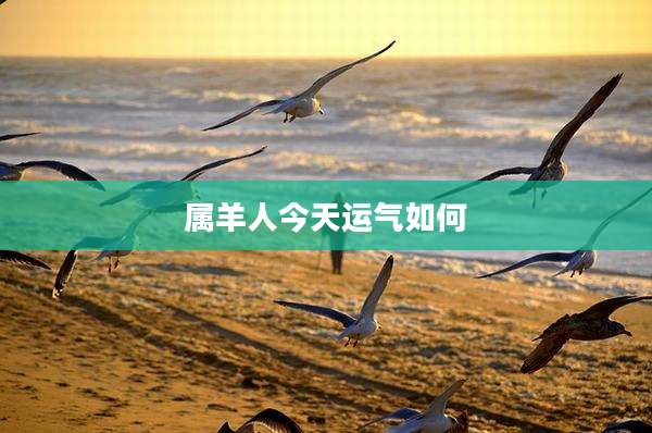 属羊人今天运气如何