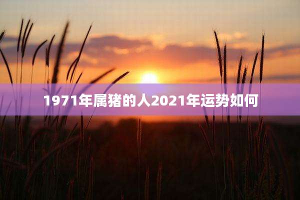 1971年属猪的人2021年运势如何