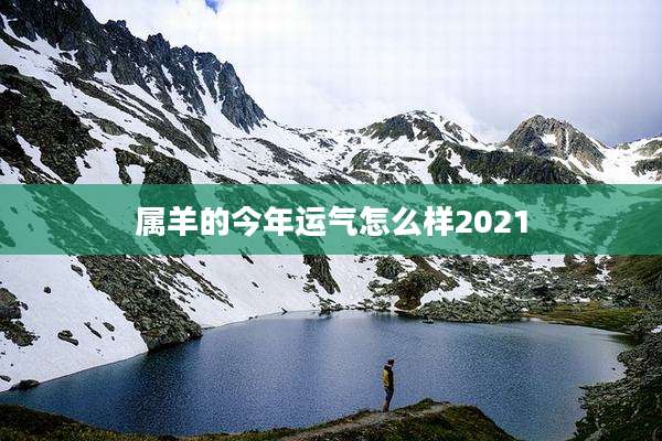 属羊的今年运气怎么样2021