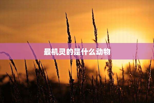 最机灵的是什么动物